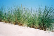 Plage de Marielyst